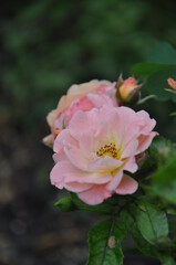 Beautifil tender pink bush of roses bloom in the garden