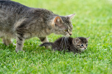 Katzen-Mutter kümmert sich liebevoll um ihren Nachwuchs