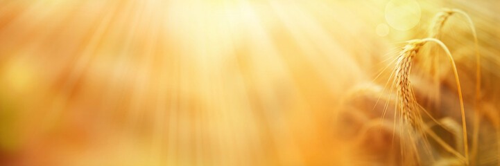 Ripe wheat ears with golden sunbeams
Ripe wheat ears with golden sunbeams. Close-up with short...