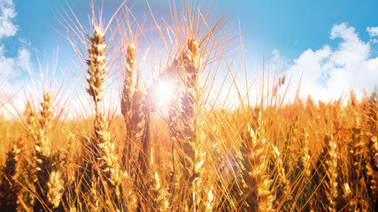 Ripe wheat field on a sunny day
Ripe golden wheat field on a sunny day. Close-up of wheat ears in...