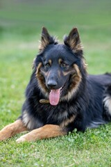 Schäferhund