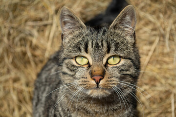getigerte Bauernhof-Katze 