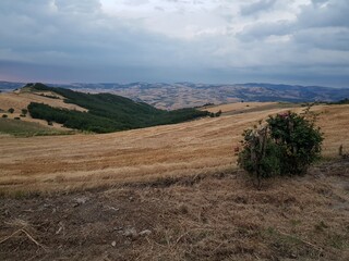 Agricoltura,fieno,orzo,paglia,fattoria,biologico,vegetazione,natura,