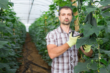 Hired worker picks crop of cucumbers in greenhouse. Harvest time