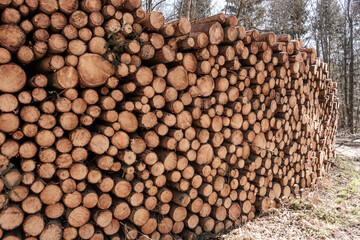 Holzwirtschaft: Ein Stapel Holz im Wald (Waldwirtschaft)