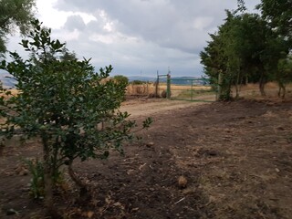 Agricoltura,fieno,orzo,paglia,fattoria,biologico,vegetazione,natura,