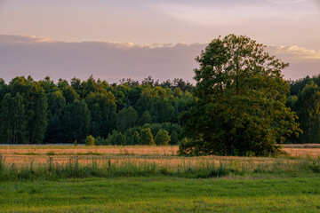 Wśr&oacute;d las&oacute;w