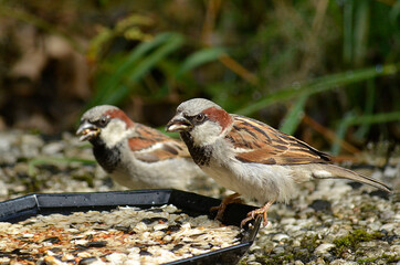 Spatz an Futterstelle