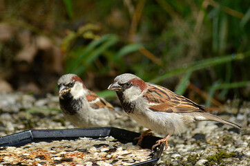 Spatz an Futterstelle