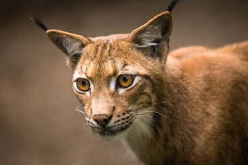 Carpathian lynx portrait in nature