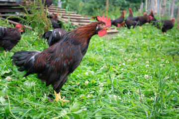 Hühner in Freilandhaltung
