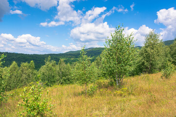 forest on the hillside meadow. beautiful countryside nature scenery. range of trees beneath a blue sky with fluffy clouds. sunny day in mountains