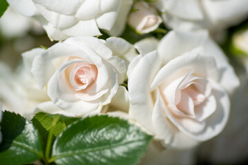 close up of a white rose