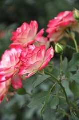Beautiful pink and white roses