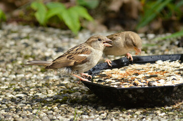 Spatz an Futterstelle