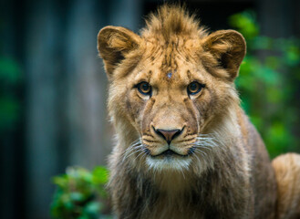 Fototapeta na wymiar Berber lion cub portrait in zoo