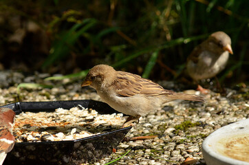 Spatz an Futterstelle