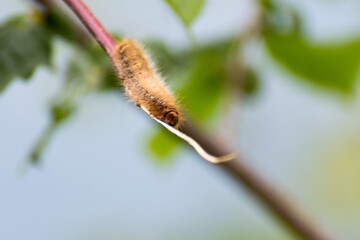 Pequeña oruga sobre una rama 