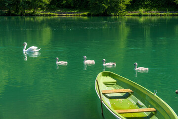 Obraz premium Swans on the Adda river at Imbersago
