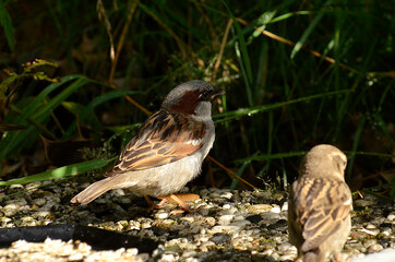 Spatz an Futterstelle
