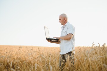 Naklejka na ściany i meble Serious gray haired agronomist or farmer using a tablet while inspecting organic wheat field before the harvest. Back lit sunset photo.
