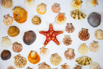 composition of exotic shells and starfish on a white background. fossils found in the sea depths of the oceans