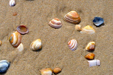 Muscheln am Strand