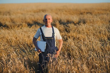 Naklejka na ściany i meble Portrait of senior farmer agronomist in wheat field checking crops before harvest. Successful organic food production and cultivation.