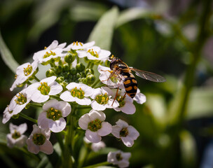 Hoverfly on white flower close up