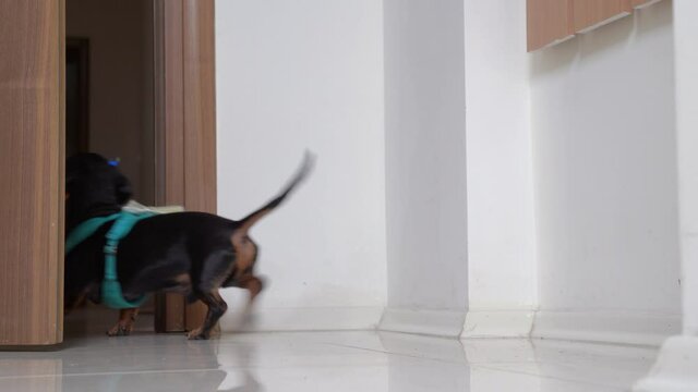 Obedient active black and tan dachshund dog gathers construction equipment and inventory to dig hole or find treasure, and leaves apartment to go on adventure.