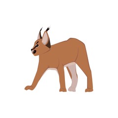 Caracal Illustration