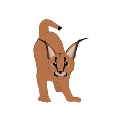 Caracal Illustration