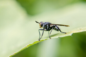 Macro shot of fly on a leaf