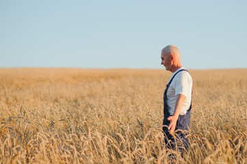Naklejka na ściany i meble Worried gray haired agronomist or farmer using a tablet while inspecting organic wheat field before the harvest. Back lit sunset photo. Low angle view.