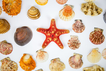 composition of exotic shells and starfish on a white background. fossils found in the sea depths of the oceans