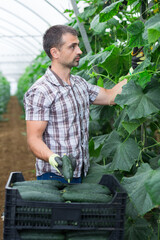 Successful farmer hand harvesting crop of ripe cucumbers in large greenhouse in springtime