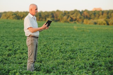 Senior farmer standing in soybean field examining crop at sunset.