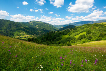 summer landscape in mountains. amazing scenery with wild herbs in fields on rolling hills of carpathians in dappled light. clouds on the blue sky above the distant ridge