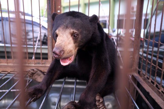 Honey bears are saved from the hands of hunters in the city of Pekanbaru, Riau, Indonesia.