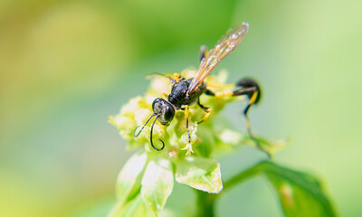 Bee collecting pollen on yellow rape flower - close up