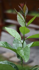 Zitruspflanze mit Regentropfen auf den grünen Blättern