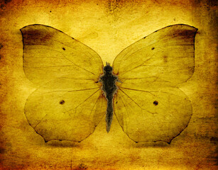 Grunge butterfly background