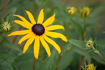 Nahaufnahme einer gelben Blüte der Pflanze Sonnenhut bei Sonnenschein