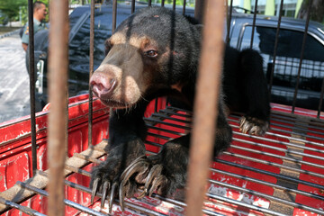 Honey bears are saved from the hands of hunters in the city of Pekanbaru, Riau, Indonesia.