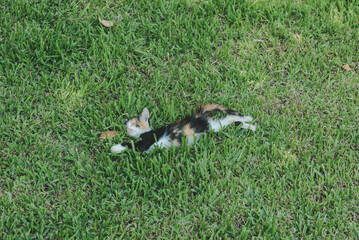 Cute little kitten is sleeping in the grass.