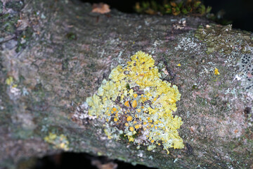 Tree fungi growing on trees photographed with the macro objective