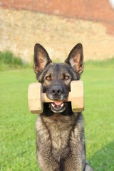reinrassiger Deutscher Schäferhund mit Bringholz Hundesport bringen apportieren