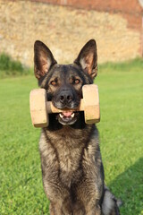 reinrassiger Deutscher Schäferhund mit Bringholz Hundesport bringen apportieren