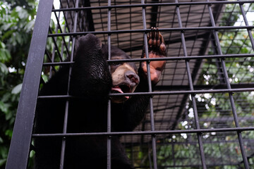 Honey bears are saved from the hands of hunters in the city of Pekanbaru, Riau, Indonesia.