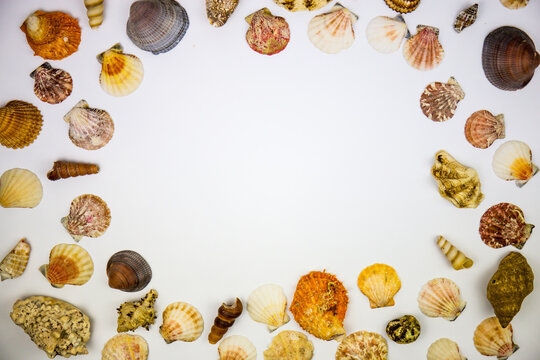 composition of exotic shells on a white background. copy space and text. fossils found in the sea depths of the oceans